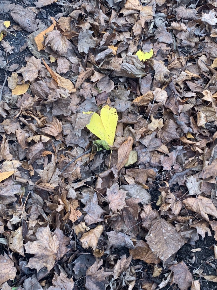 Et gult hjerteblad, midt i masse annet løv.