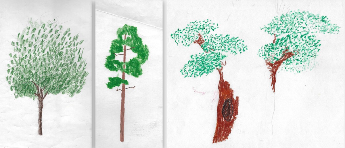 Tre elevtegninger av trær, uferdige.