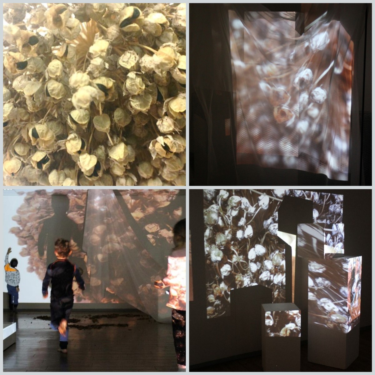 Fire foto av digital utsforsking av en purreløksblomst. Nærbilde av blomsten, små klokker. Noen barn beveger seg gjennom et rom der bildet av blomsten projiseres på veggen og tekstiler som henger fra taket.