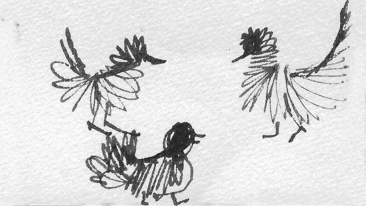 Tusj-skisse av tre fugler.